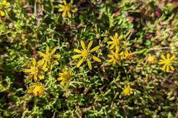 Yellow Damianita Daisies growing in the desert.